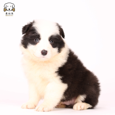 麦比佳 边牧幼犬纯种变边境牧羊犬狗狗活体 双血统级高品质边境宠物狗三通七白大围脖黑白边牧犬赛级高智商牧羊犬