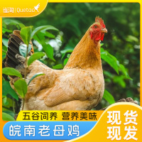 雀淘 正宗皖南黄油老母鸡2-2.3斤/只 1只装 新鲜现杀整鸡净膛冷冻竹林慢养鸡走地鸡