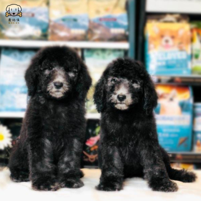 麦比佳 巨型贵宾犬幼犬狗狗活体 纯种大型泰迪贵宾犬幼崽 红色白色黑色巨贵犬宠物狗大体泰迪熊狗 包健康视频挑选