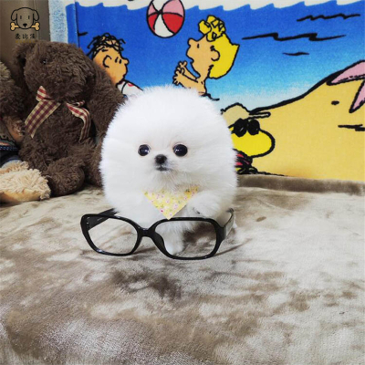 麦比佳 狗狗活体 纯种博美犬幼犬活体宠物狗狗哈多利系球体博美狗 玩具型博美犬茶杯犬长不大博美日系俊介犬