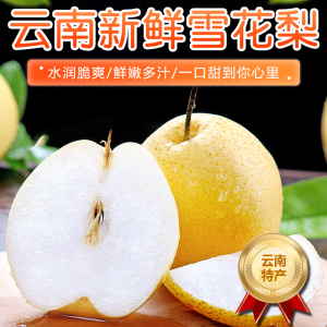 [西沛生鲜]云南新鲜雪花梨 净重3斤 中果 单果150-200g 新鲜脆梨水果当季现摘现发雪花梨孕妇水果头茬新果