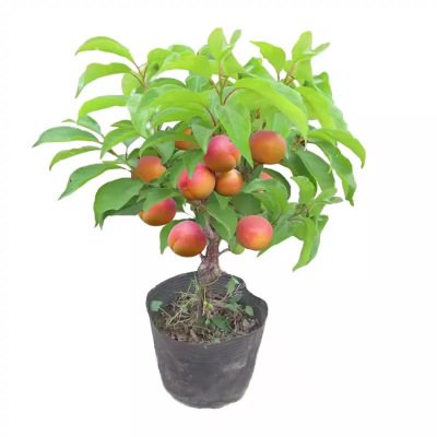 诚智旺 杏树苗 Ф30mm/束