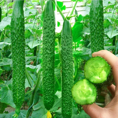 [补贴10%]黄瓜种子水果黄瓜种孑苗盆栽青瓜春四季蔬菜旱黄瓜种籽大全阳台