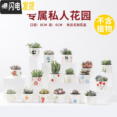 三维工匠多肉花盆陶瓷透气大口径家用创意粗陶肉肉植物小盆器 白瓷手绘随机(6个) 小花盆容器