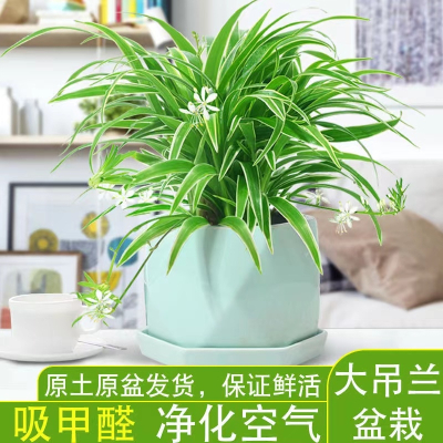 [补贴10%]金边吊兰盆栽花卉植物室内花净化空气绿植水培垂吊客厅甲醛阳台