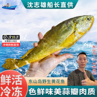 沈志雄船长 东山岛海捕海鲜海捕大黄花鱼小黄鱼蒜瓣肉鲜活速冻 盒装共6-8条共800g