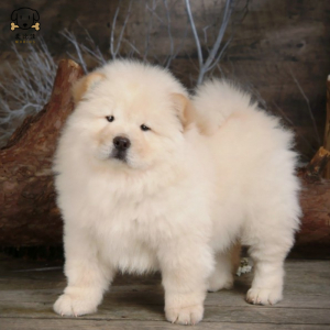 麦比佳宠物 狗狗活体 松狮犬幼犬活体 纯种双血统肉嘴面包蓝舌头松狮狗 大骨架宠物狗长毛短毛狮子狗熊狮犬