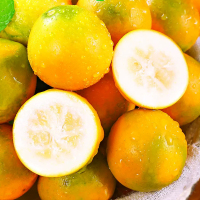 礼盒装[西沛生鲜]广西小金桔 4斤 大果 约35个/斤 新鲜水果脆甜滑皮冰糖金桔应当季水果