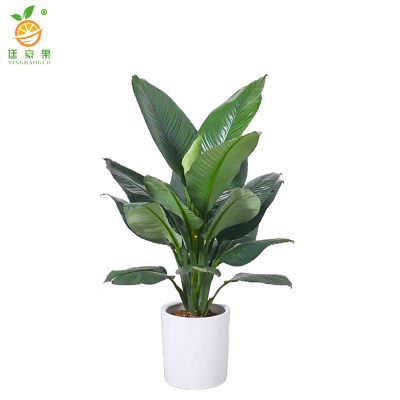 廷豪果 绿巨人 1米 /棵