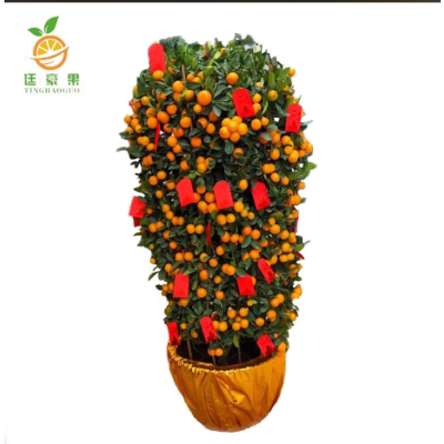 廷豪果 年桔盆栽 大果高2米 /棵