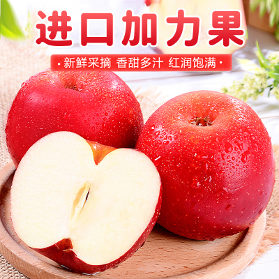 [熊猫鸟]新西兰进口gala加力苹果 8粒装 单果140g-160g 皇后甜脆苹果