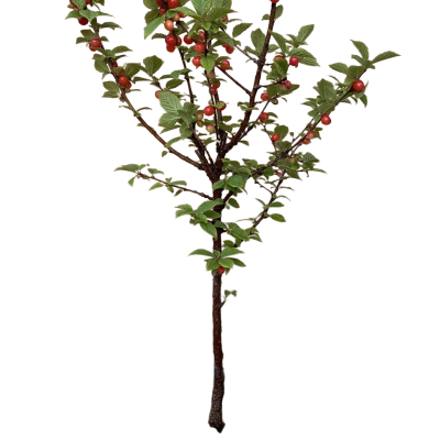 诚智旺 毛樱桃 丛生/棵