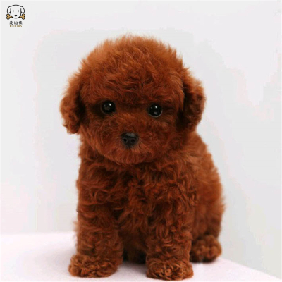 麦比佳 泰迪犬活体狗狗幼犬 纯种血统级长不大卷毛泰迪熊犬玩具型标准型微小体茶杯犬泰迪贵宾富贵狗视频挑选