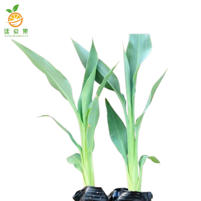 廷豪果 美人蕉 10-30cm /株
