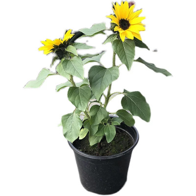 诚智旺 向日葵 杯苗/盆