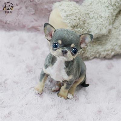 麦比佳吉娃娃狗狗活体纯种双血统小体吉娃娃狗狗宠物狗吉娃娃苹果头铁包金娃娃狗黑白花长不大迷你墨西哥吉娃娃犬视频挑选