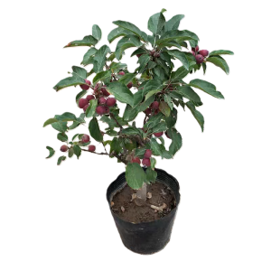 诚智旺 香妃海棠树 8-10公分 /棵