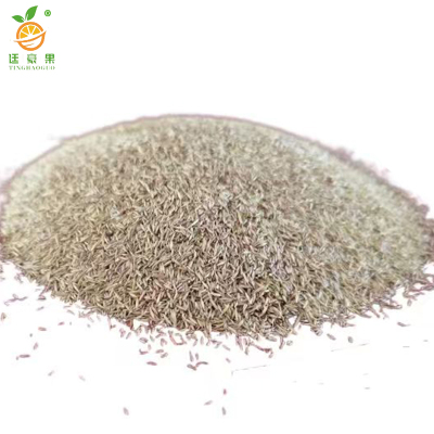 廷豪果 矮生黑麦草草籽 绿化草坪种子 净籽 /千克