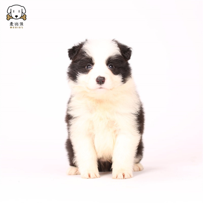 麦比佳 边牧幼犬 纯种变边境牧羊犬狗狗活体 双血统级高品质边境宠物狗 三通七白大围脖黑白边牧犬赛级高智商牧羊犬
