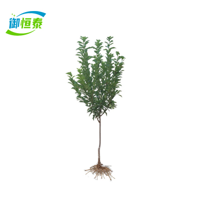 御恒泰 李子树 3年苗 棵