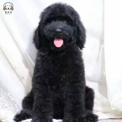 巨型贵宾犬幼犬狗狗活体 巨贵幼犬 纯种血统巨大型泰迪贵宾宠物狗 卷毛贵宾大型泰迪狗 健康保障视频挑选