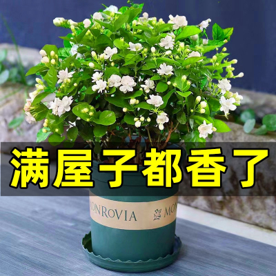 [补贴10%]茉莉花苗盆栽水培带花苞九里香栀子花卉绿植物四季开花室内鲜花
