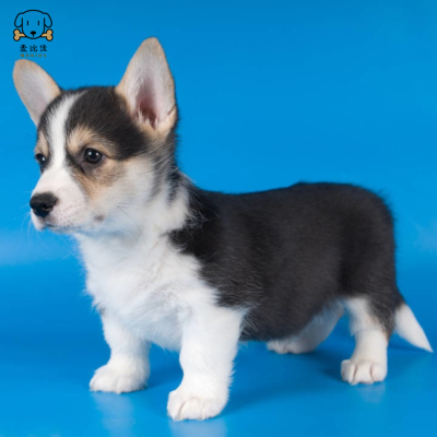 麦比佳柯基犬 活体狗狗幼犬纯种双血统级短腿小柯基双色三色公母可选包健康柯基狗小型宠物狗空运直达视频挑选