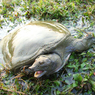 一对活宝 甲鱼2.5-2.9斤一只 冬季滋补甲鱼中华鳖野外放养水团鱼滋补老鳖活体