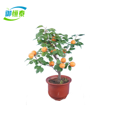 御恒泰 杏树 3年苗 棵