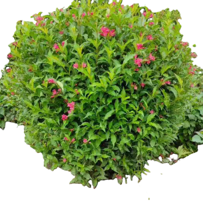 诚智旺 锦带球 冠幅50cm /棵