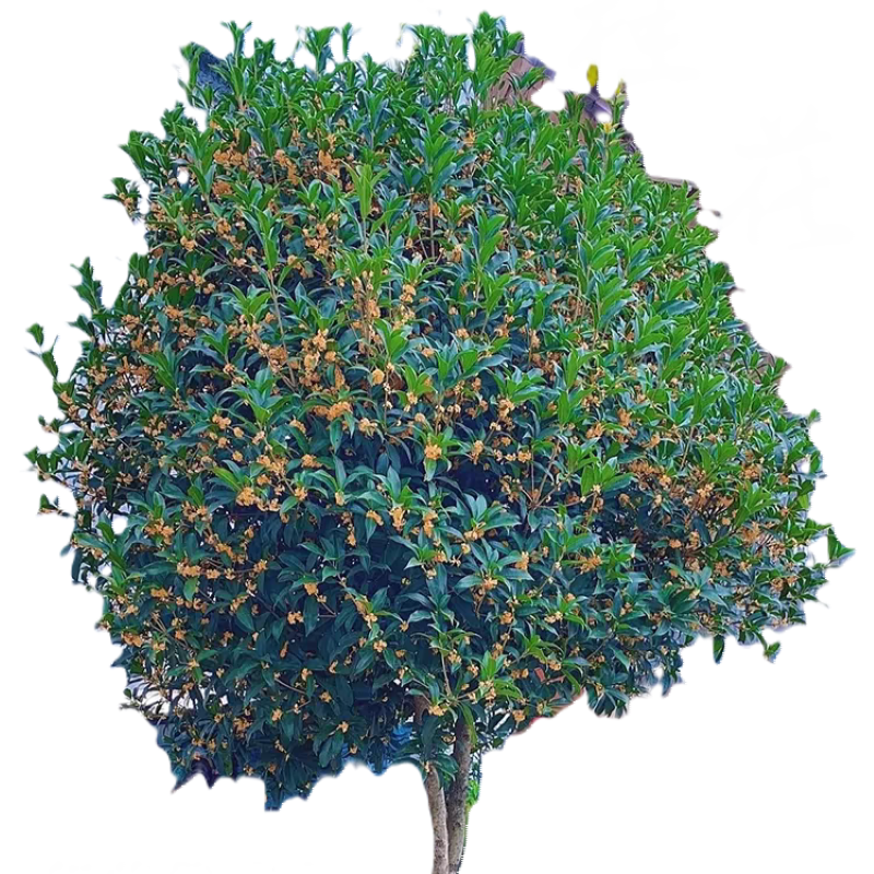 诚智旺 桂花树 2公分粗1.3米高 /棵