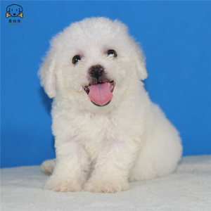 麦比佳宠物比熊犬 比熊幼犬活体 宠物狗狗法国卷毛比熊狗 双血统精品白色活体比熊 小体玩具型茶杯犬标准型视频可选