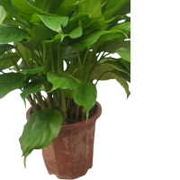 以雅以南 精品万年青50cm/盆