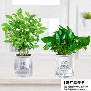 [补贴10%]茉莉花苗盆栽水培带花苞九里香栀子花卉绿植物四季开花室内鲜花