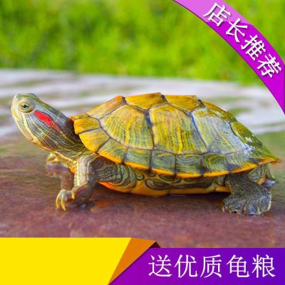 享弗乌龟金龟小宠物龟龟苗红耳龟情侣龟水龟活物龟长寿龟龟水族世界
