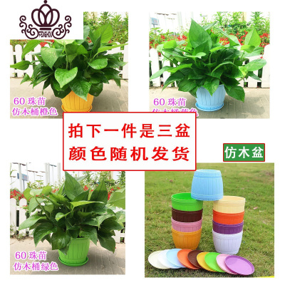 花草盆栽花卉绿植盆栽 品牌精选大全 花草盆栽花卉绿植盆栽 品牌推荐 图片 价格 苏宁易购