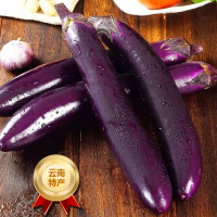 [西沛生鲜]新鲜紫茄子长茄子 净重8斤装 农家自种长线大茄子黑嫩现摘蔬菜