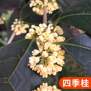 [补贴10%]桂花树苗盆栽四季桂室内植物庭院盆景地栽花卉大树耐寒好养不怕