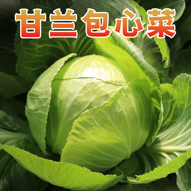 [西沛生鲜]新鲜包菜 净重2.5斤 农家自种甘蓝菜圆白菜当季蔬菜卷心包心菜