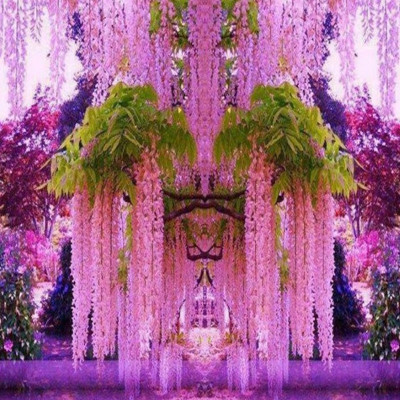 多花紫藤花苗树苗爬藤屋顶盆栽花园围墙庭院攀援植物可食用紫藤萝