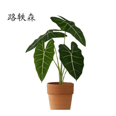 路轶森 精品天鹅绒 60cm