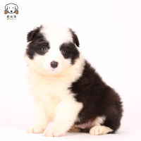 麦比佳 边牧幼犬纯种变边境牧羊犬狗狗活体 双血统级高品质边境宠物狗三通七白大围脖黑白边牧犬赛级高智商牧羊犬