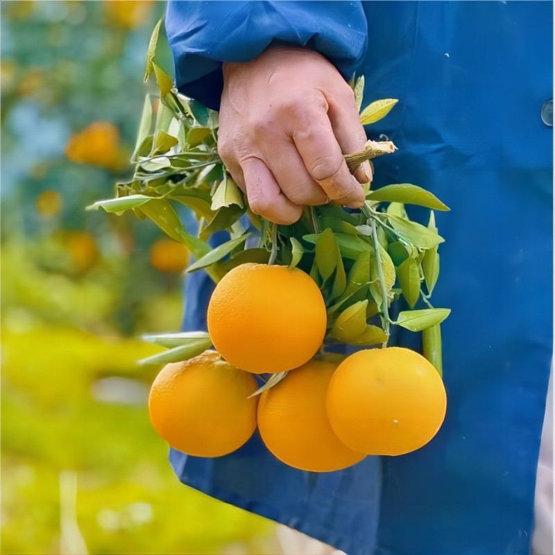 [中华特色]秭归馆 一苇农佳秭归脐橙九月红5斤装60-70mm 新鲜采摘 坏果包赔 华中