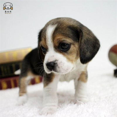 麦比佳宠物 比格狗狗活体 花色比格犬幼犬纯种血统级比格短毛米格鲁猎兔犬比格猎狗高智商家养中小型犬视频挑选