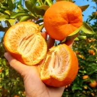 [西沛生鲜]新鲜椪柑 净重9斤 芦柑子新鲜水果当季椪柑现发整箱柑橘酸甜鲜果橘子