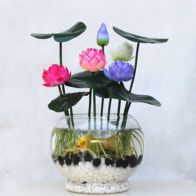舒弗四季播种50粒碗莲种子已开口水培植物睡莲荷花种子盆栽绿植花卉