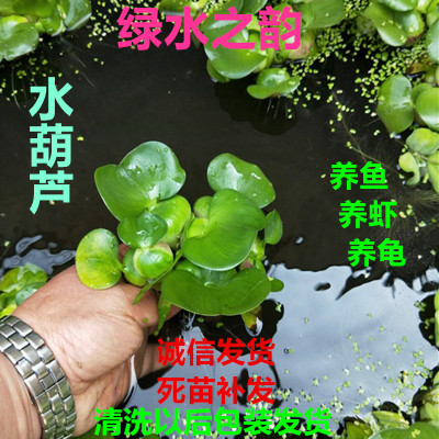水葫芦植物水生水培水养凤眼莲池塘鱼缸养殖水草水芙蓉净化水质