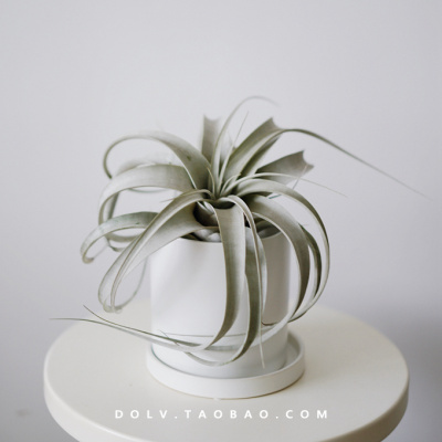 霸王空气凤梨热带植物无土栽培桌面绿植盆栽防辐射霸王空凤大圆白瓷盆（无土栽培）含盆