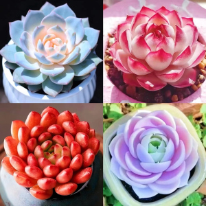 [补贴10%]新款多肉植物盆栽组合侧影纯爱红蜻蜓新手好养耐寒办公肉肉防辐射