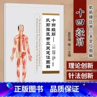 [正版]十四经筋 肌筋膜区带三关定位挂图 十二经筋与任脉经筋 督脉经筋 肌筋膜动力区带 神经血管图表类人卫书籍中医 资